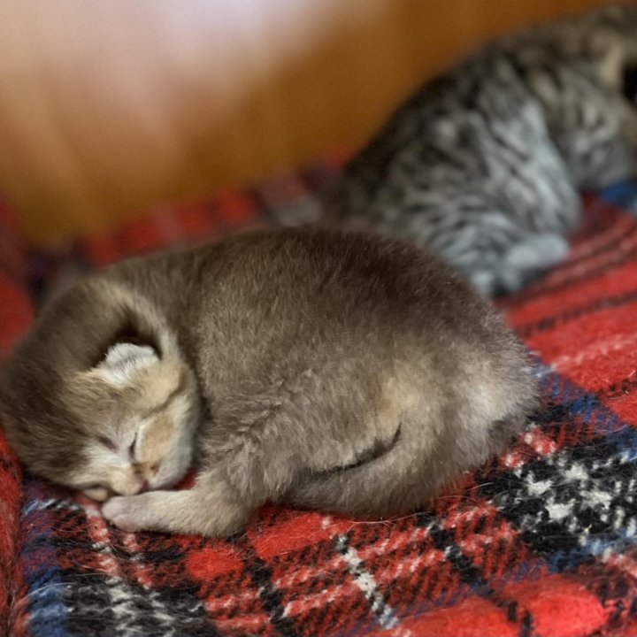 Новорождённый котик