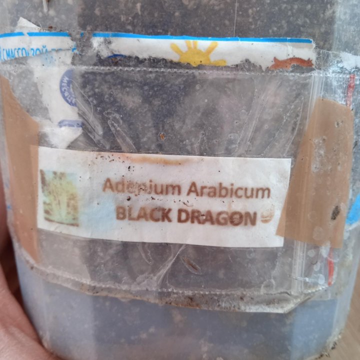 Адениум арабикум black dragon