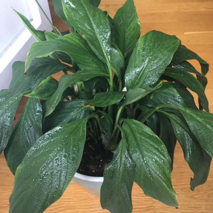 Спатифиллум