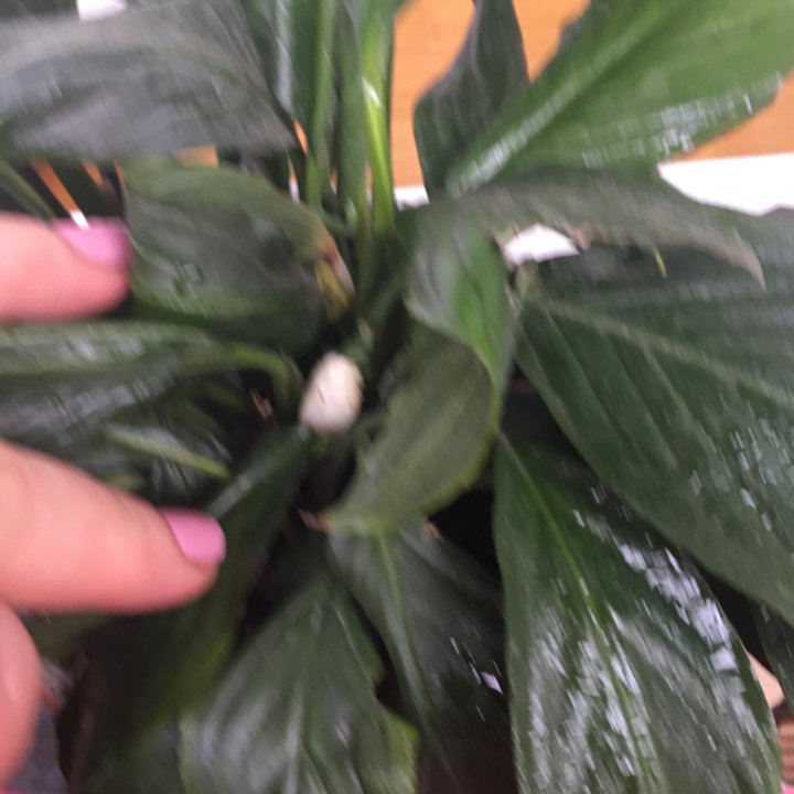 Спатифиллум