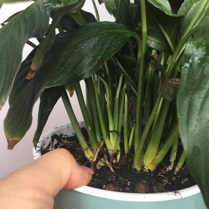 Спатифиллум