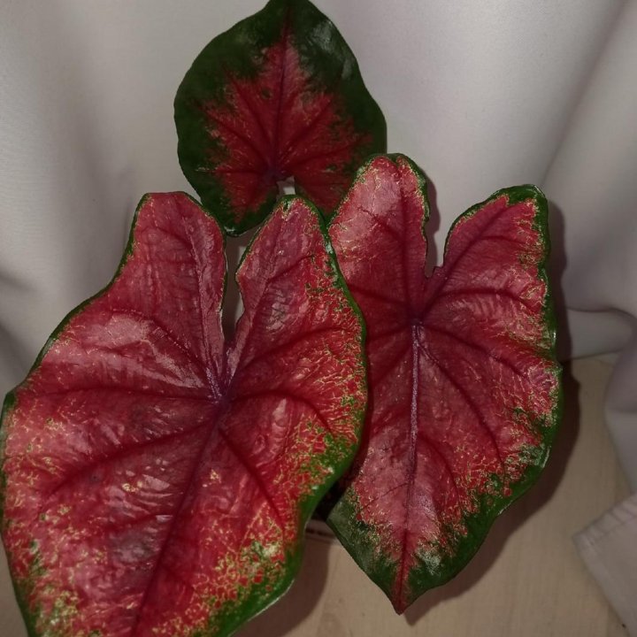 Каладиум Валентина.