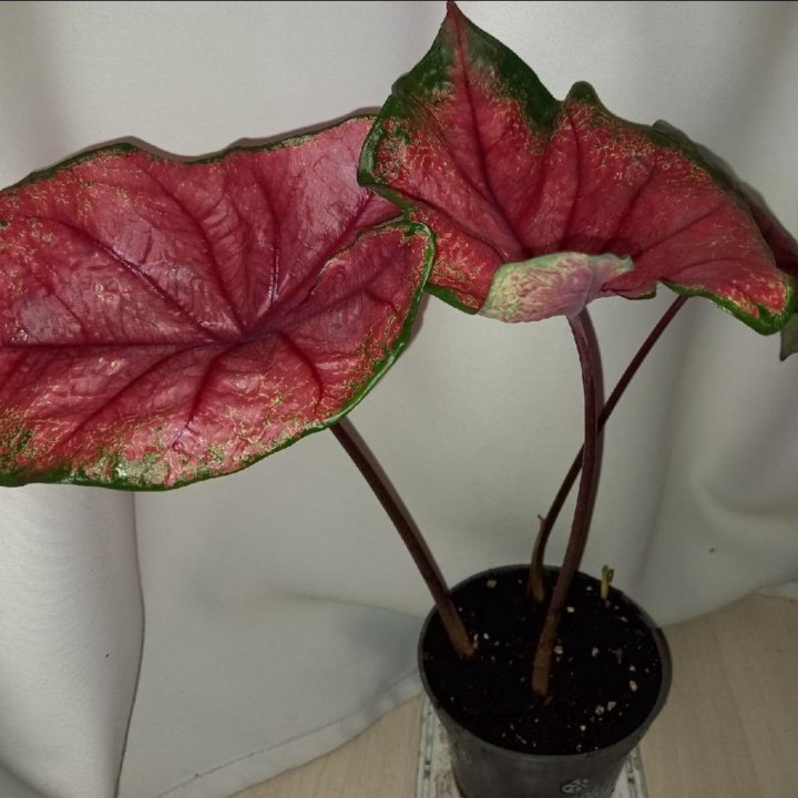 Каладиум Валентина.