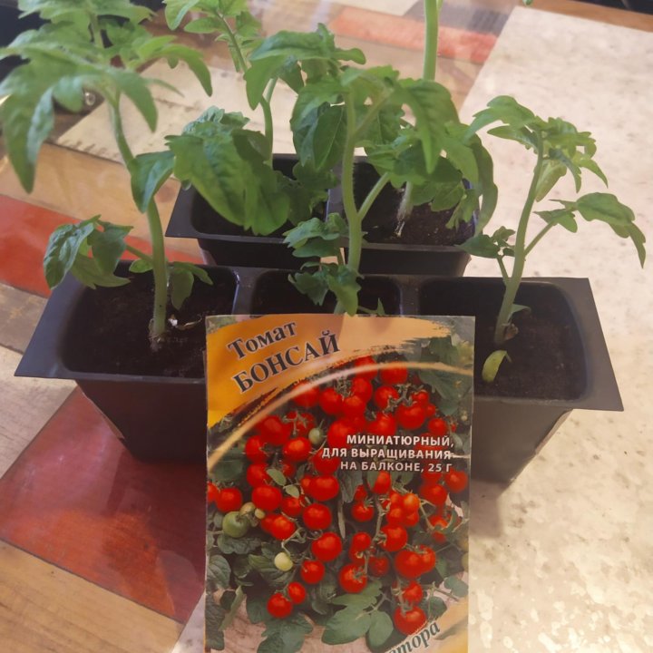Рассада томатов 7 сортов(для балкона и теплиц)