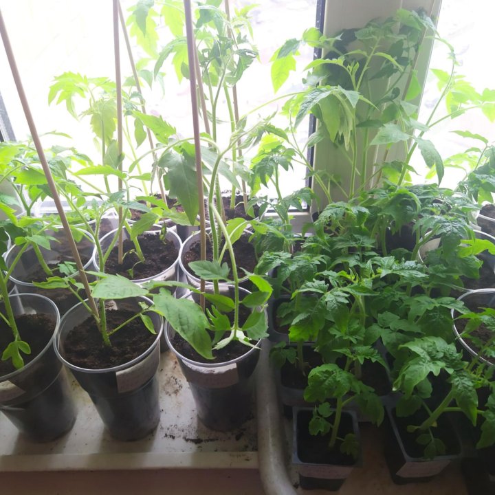 Рассада томатов 7 сортов(для балкона и теплиц)