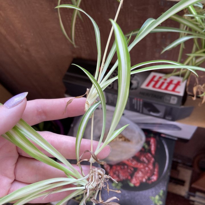 Хлорофитум отросток