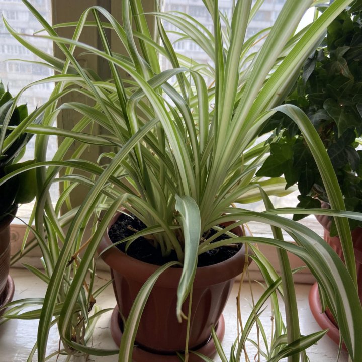 Хлорофитум отросток