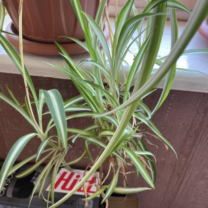 Хлорофитум отросток