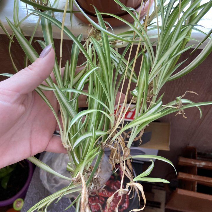 Хлорофитум отросток