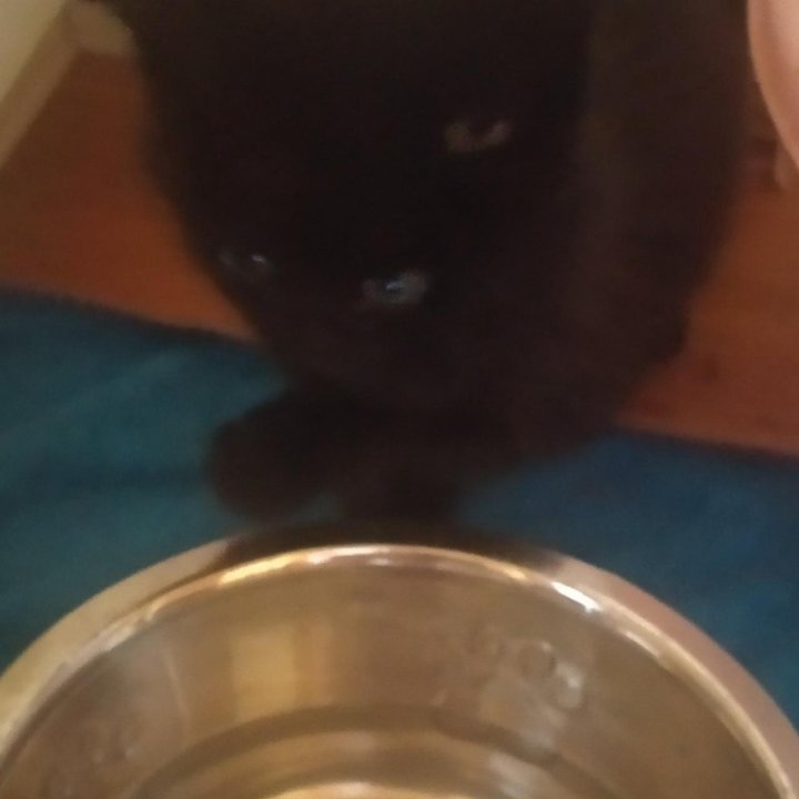 Черный котенок ищет Дом!