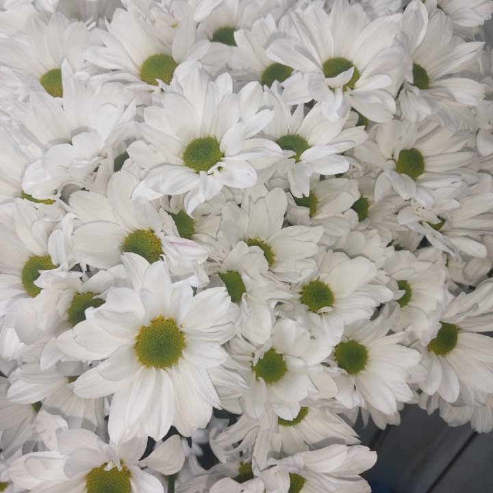 Хризантемы