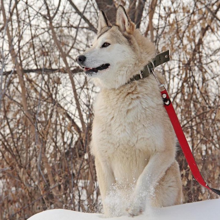 Ищу дом для лайки