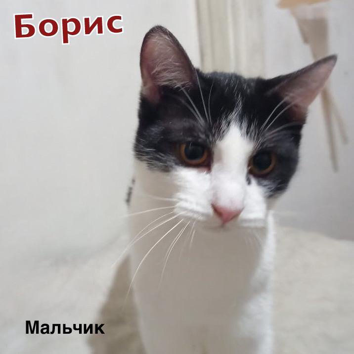 Молодые коты