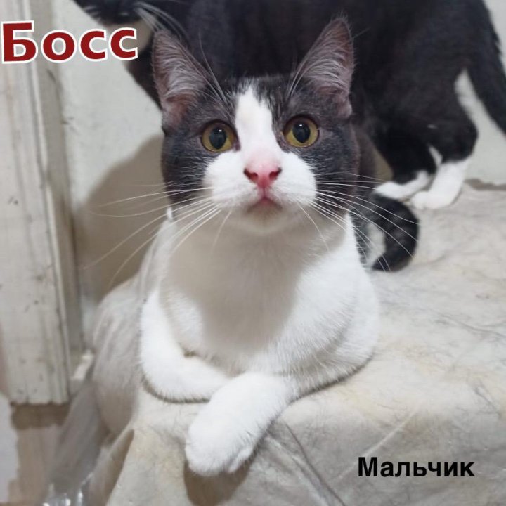 Молодые коты