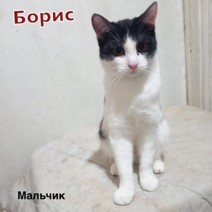 Молодые коты