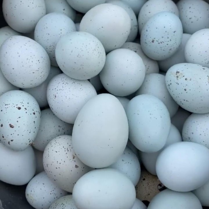 Инкубационное яйцо Перепелов Селадон