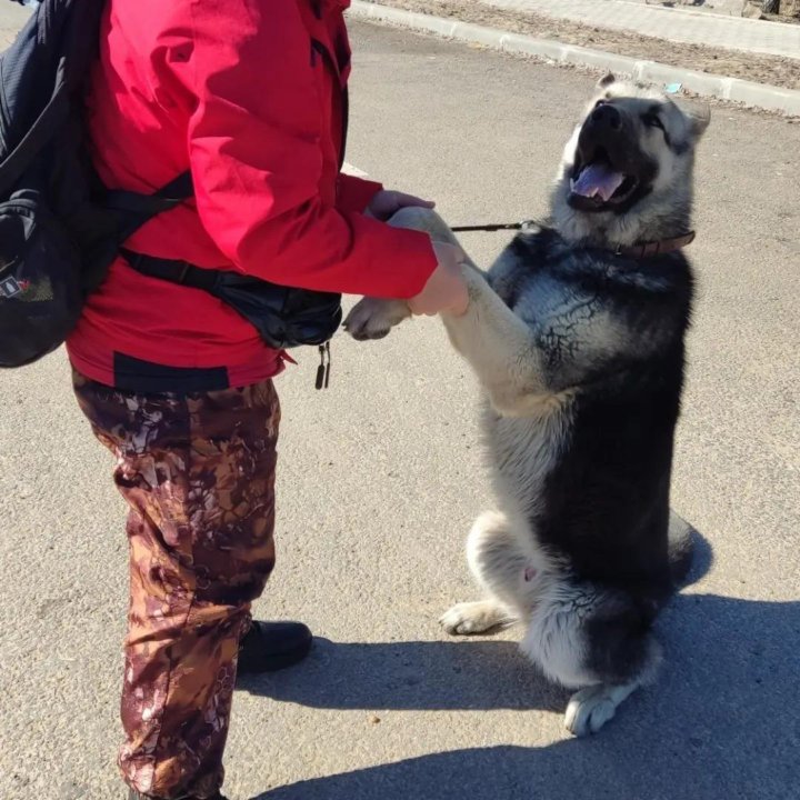 Дрессировка собак