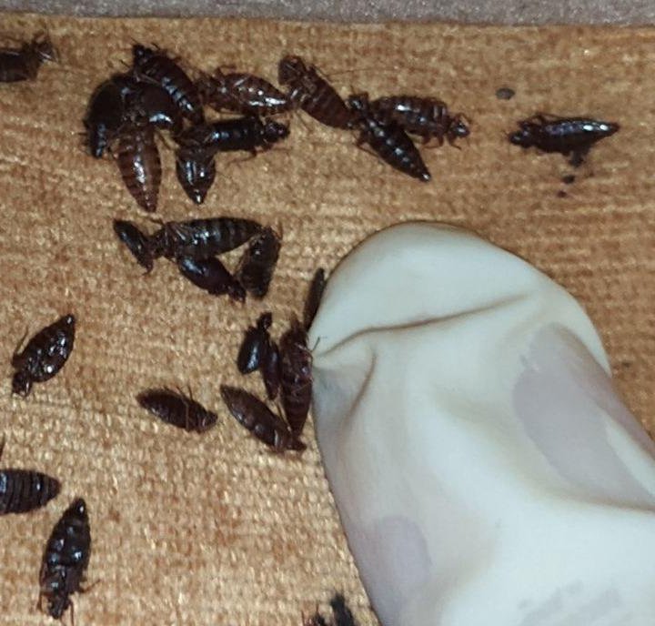 Уничтожение клопов тараканов клещей дезинфекция