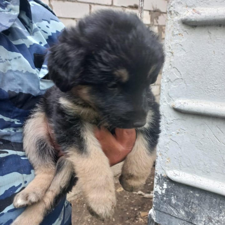 Метис овчарки в добрые руки