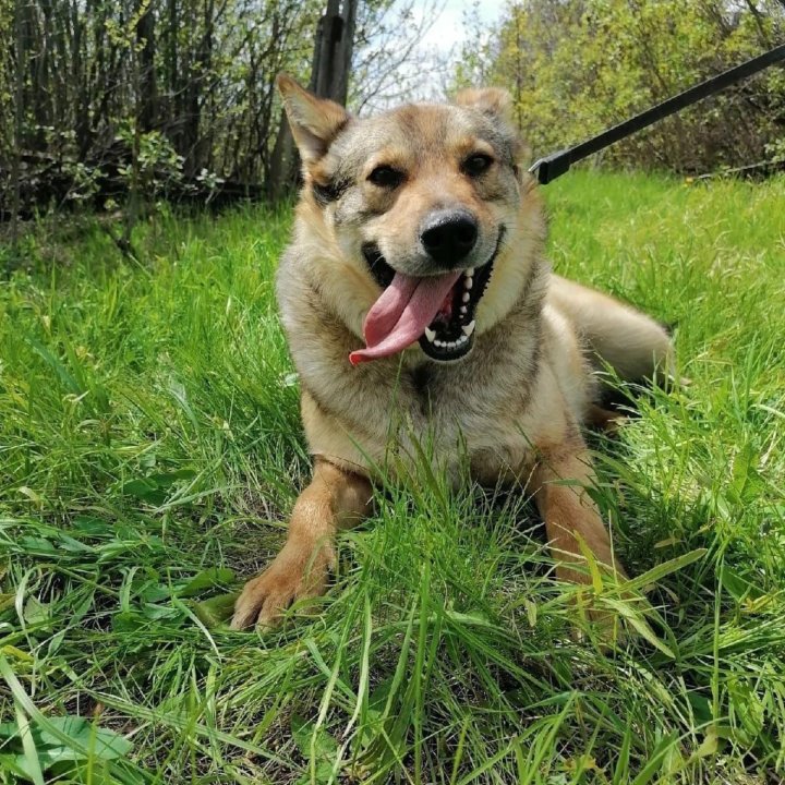 Собака Мичиган