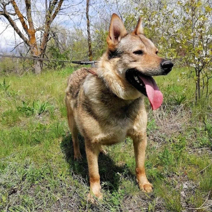 Собака Мичиган