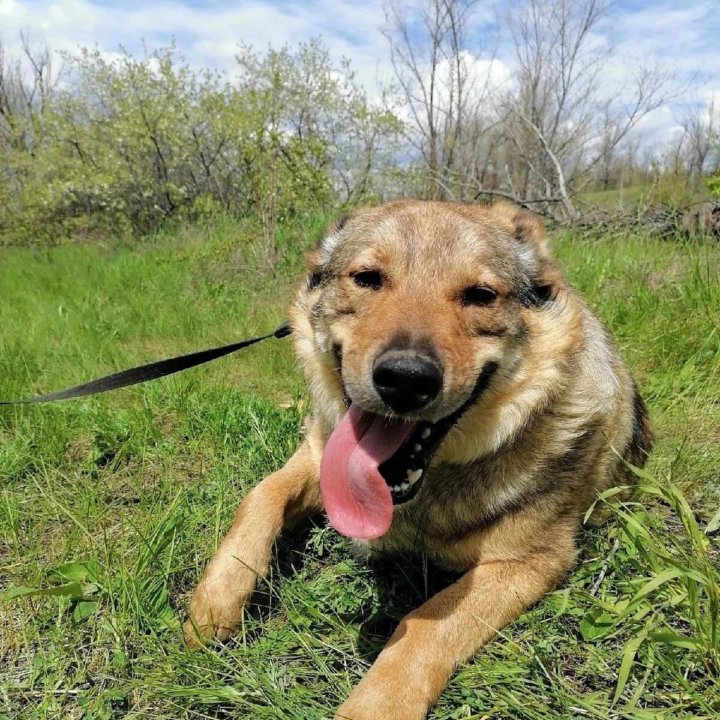 Собака Мичиган