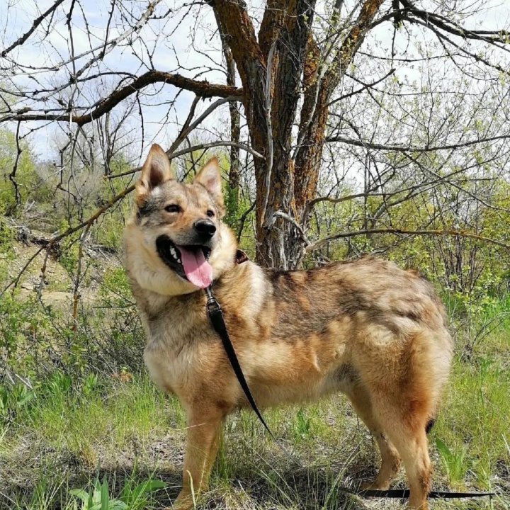 Собака Мичиган