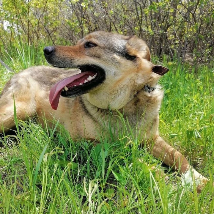 Собака Мичиган