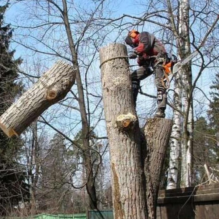 Спил деревьев, Расчистка участка