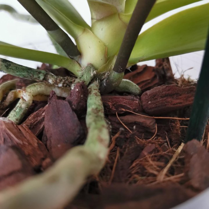 Орхидея фаленопсис Балм арома(бронь)