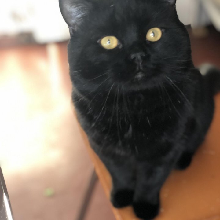 Кот чёрный