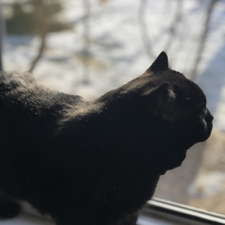 Кот чёрный