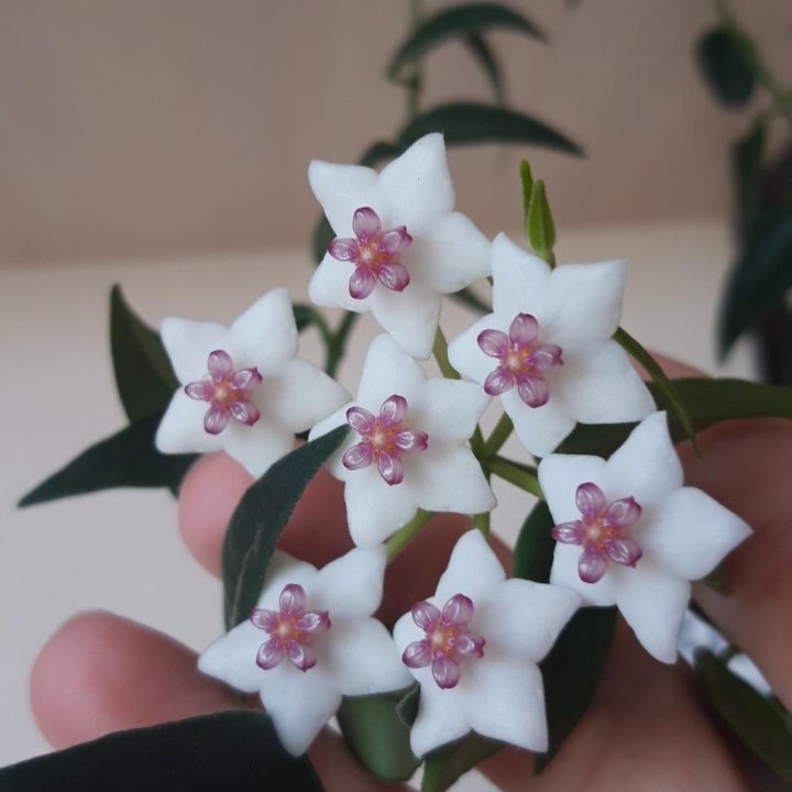 Хойя Белла (hoya Bella)