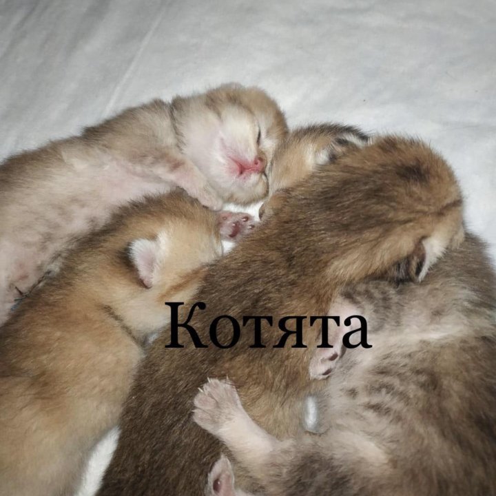 Вязка шотландский кот