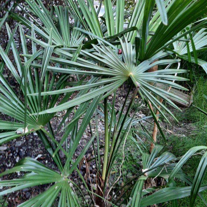 пальмы
