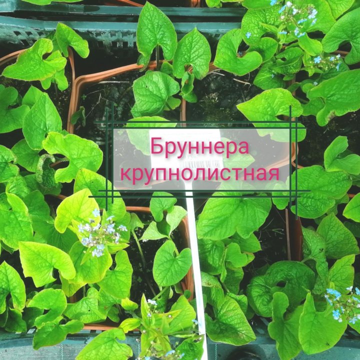 Хоста/кровохлебка/купена/брунера/дельфиниум/клопог