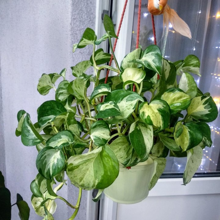 Эпипремнум марбл эппл