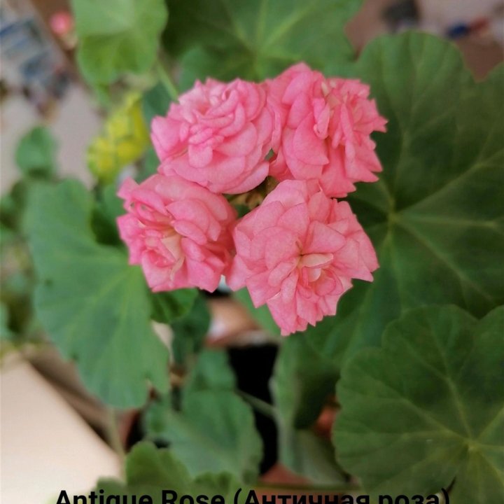 Пеларгония герань Antique Rose (Античная роза)