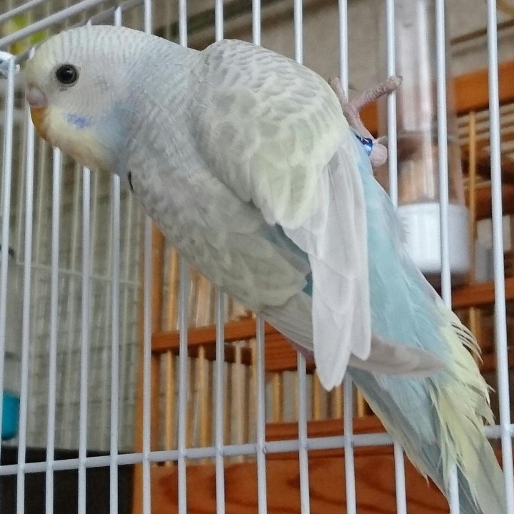 Птенец волнистого попугая 1,5 месяца