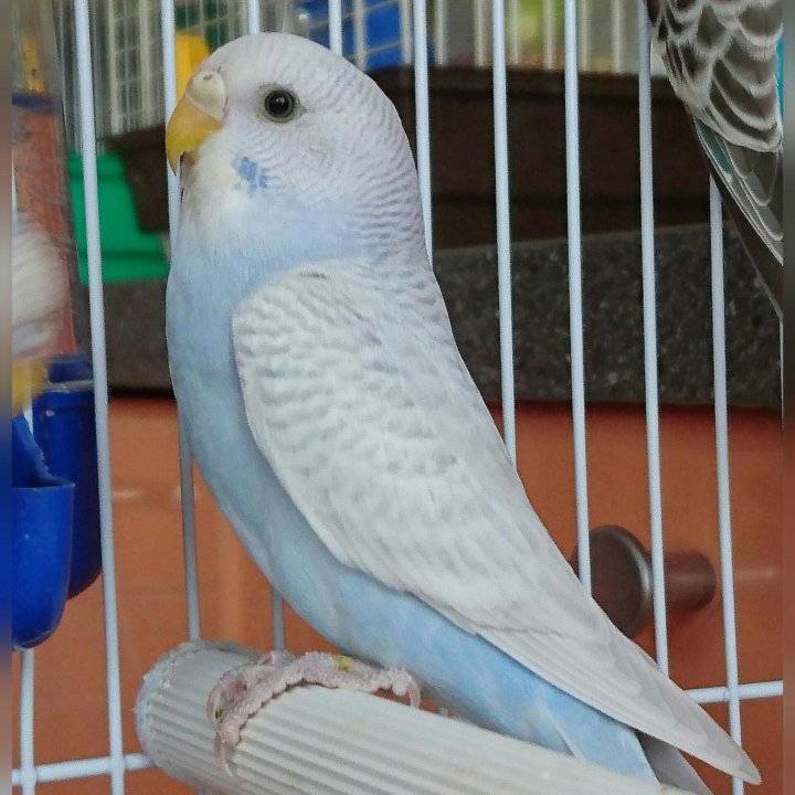 Птенец волнистого попугая 1,5 месяца