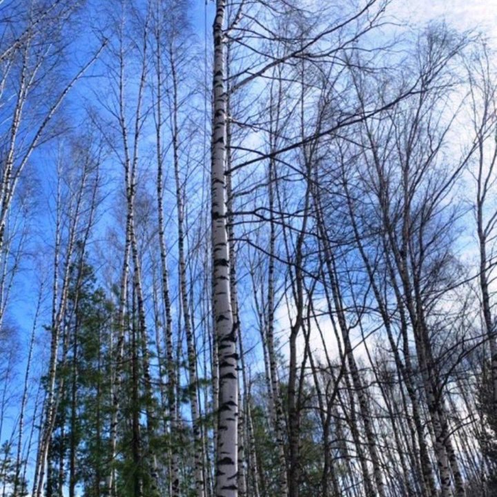 Спил деревьев, кустарников. Удаление пней. Уборка.