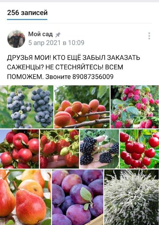 Саженцы