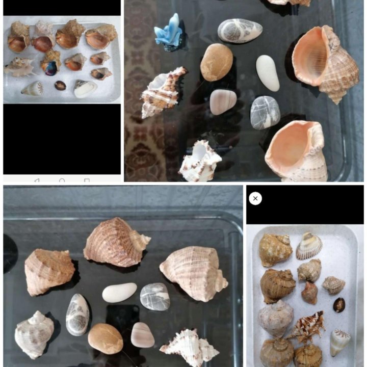Ракушки и камни для аквариума или дома