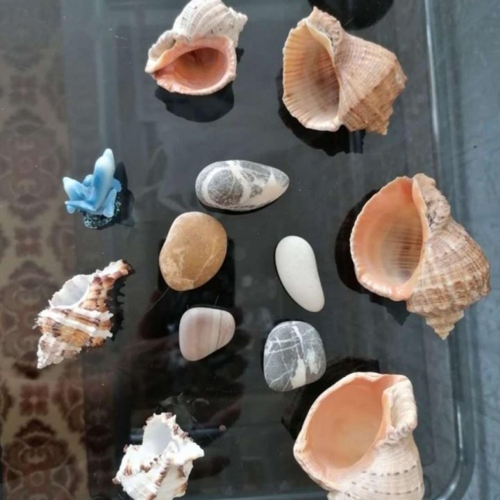 Ракушки и камни для аквариума или дома