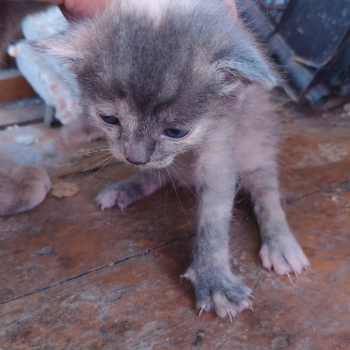 Отдам котят в добрые и ласковые руки .