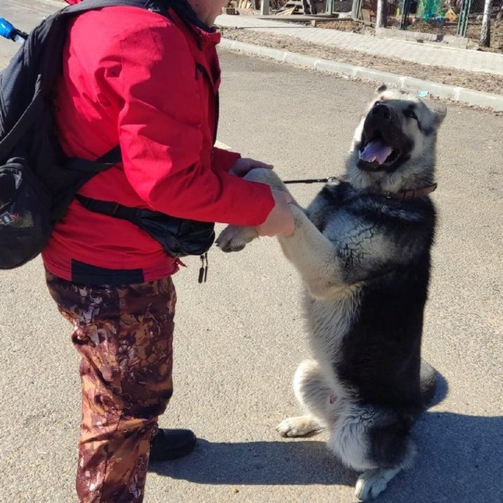 Дрессировка собак