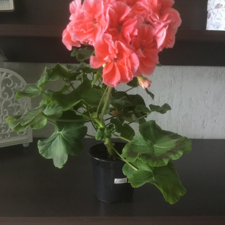 Пеларгония Lake