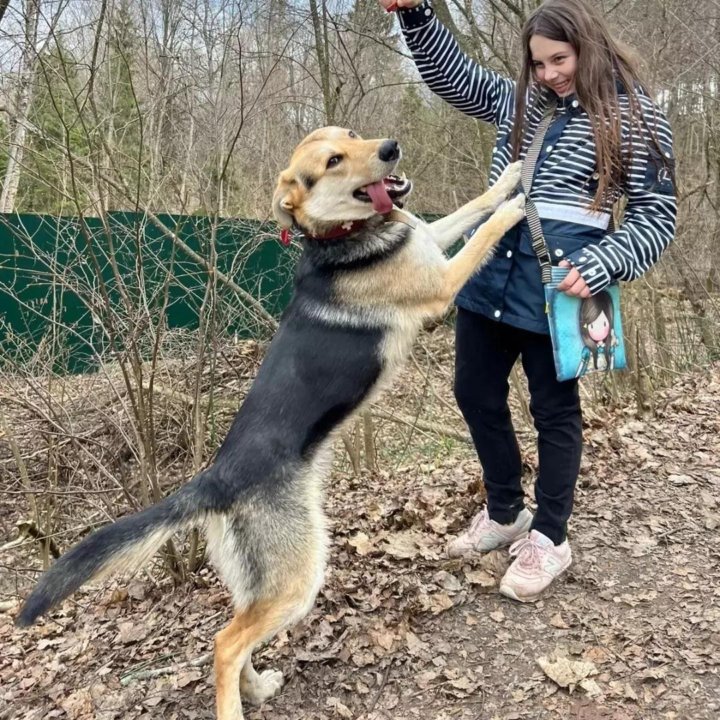 Щенок, овчарка метис