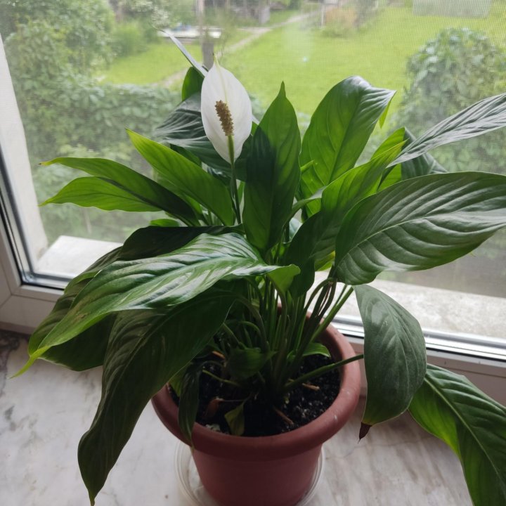 Спатифиллум