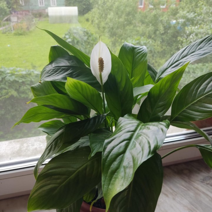 Спатифиллум